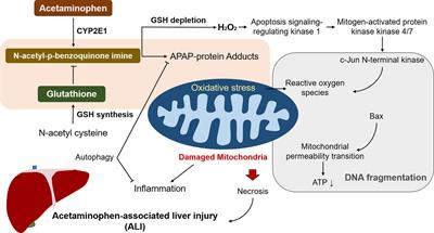 Herbal Therapy for the Treatment of Acetaminophen-Associated Liver Injury: Recent Advances and Future Perspectives